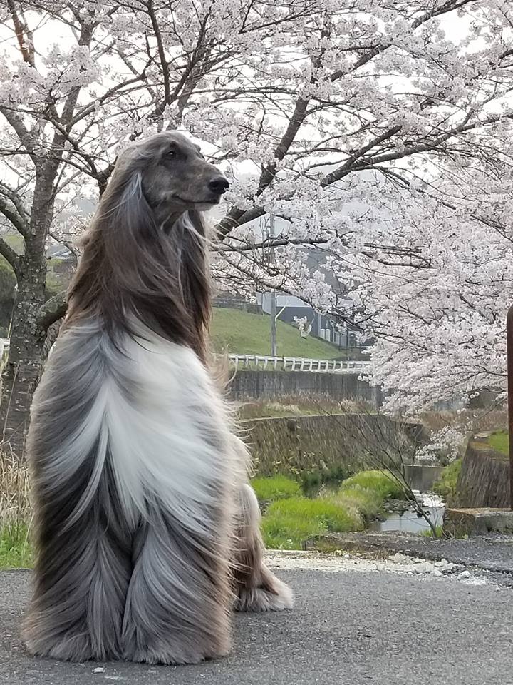 Kingsleah Blue Ice Bullet in Japan, spring 2019