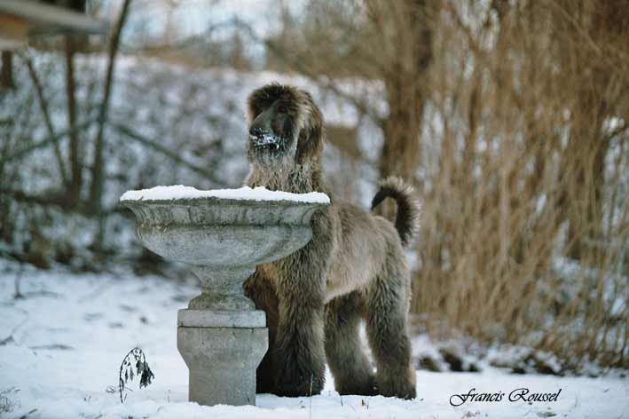 Silver as a young boy in our garden