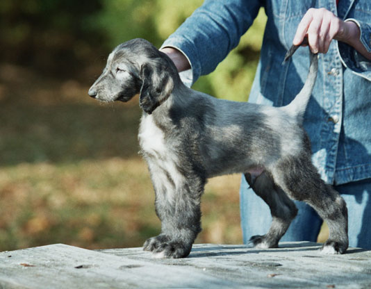 Lightblue boy 6 weeks