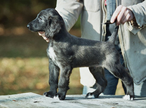 Blue boy 6 weeks