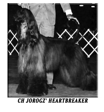 Jorogz´ Heart Breaker