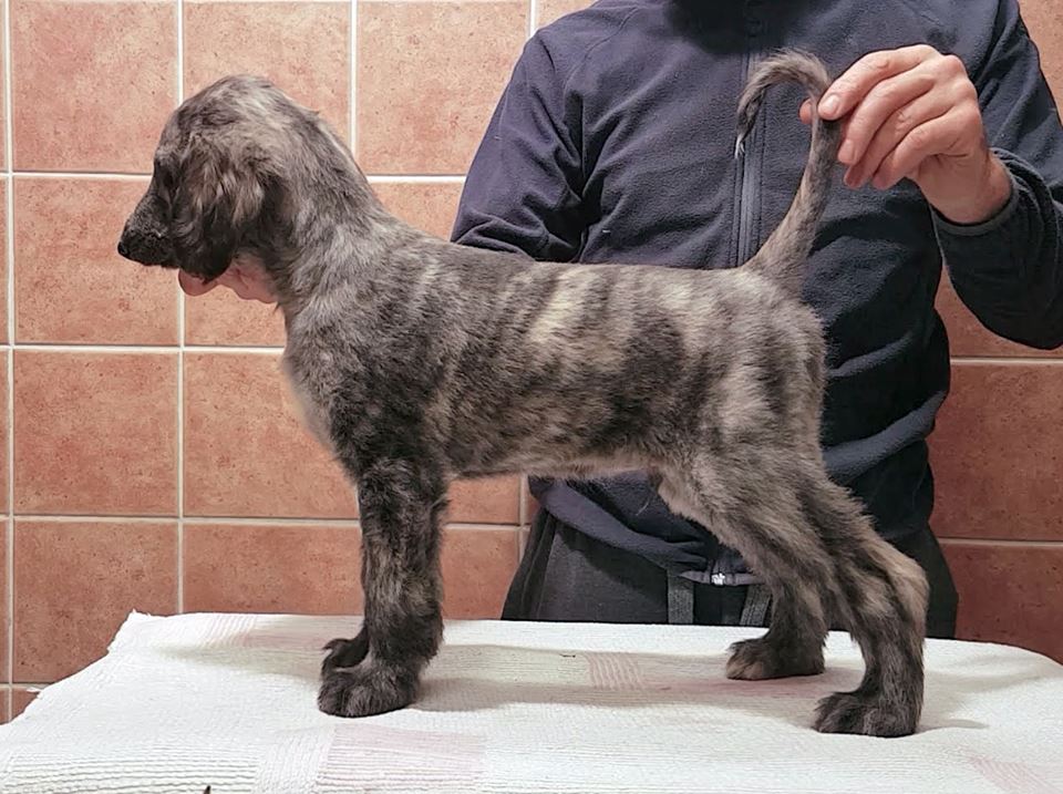 Kingsleah Blue Cloud, 8 weeks