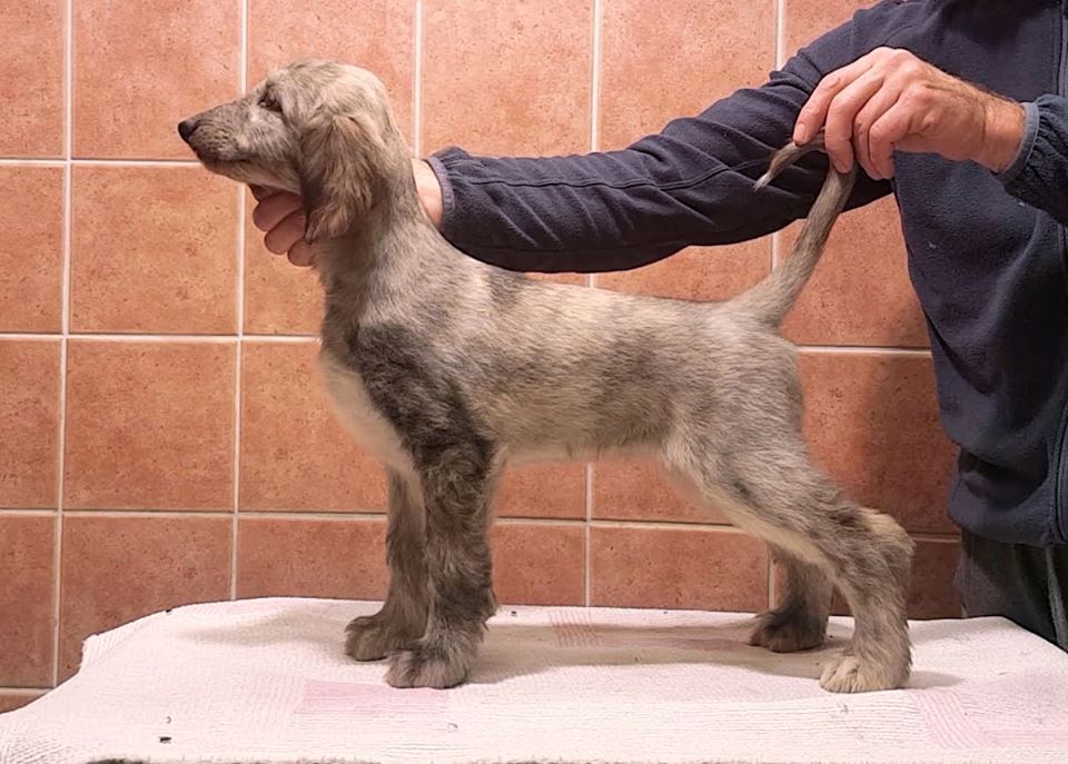 Kingsleah Walk On Clouds, 8 weeks