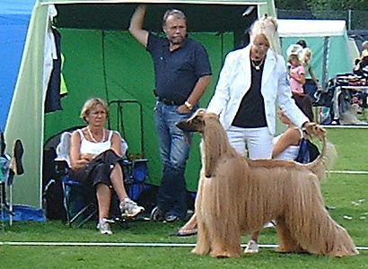 Elvis 7 years Tammsvik Spec 2006