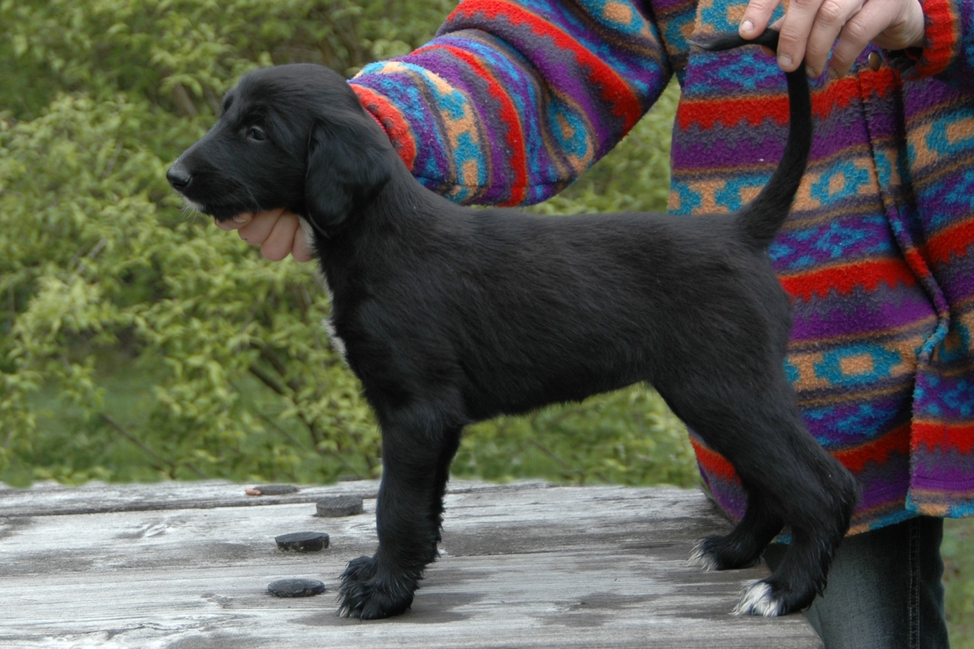 Elle Belle, 6 weeks