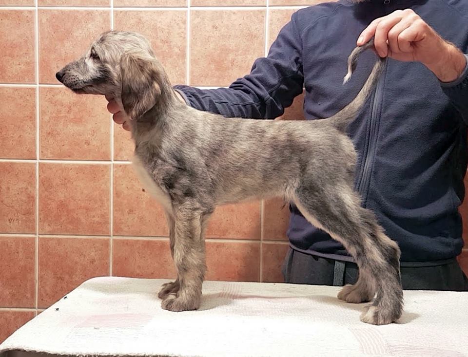 Kingsleah Cloud Rider, 8 weeks