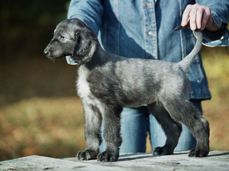 Bluebrindle girl 6 weeks