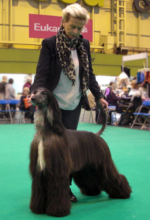 Kingsleah Star of Asia at Crufts 2011